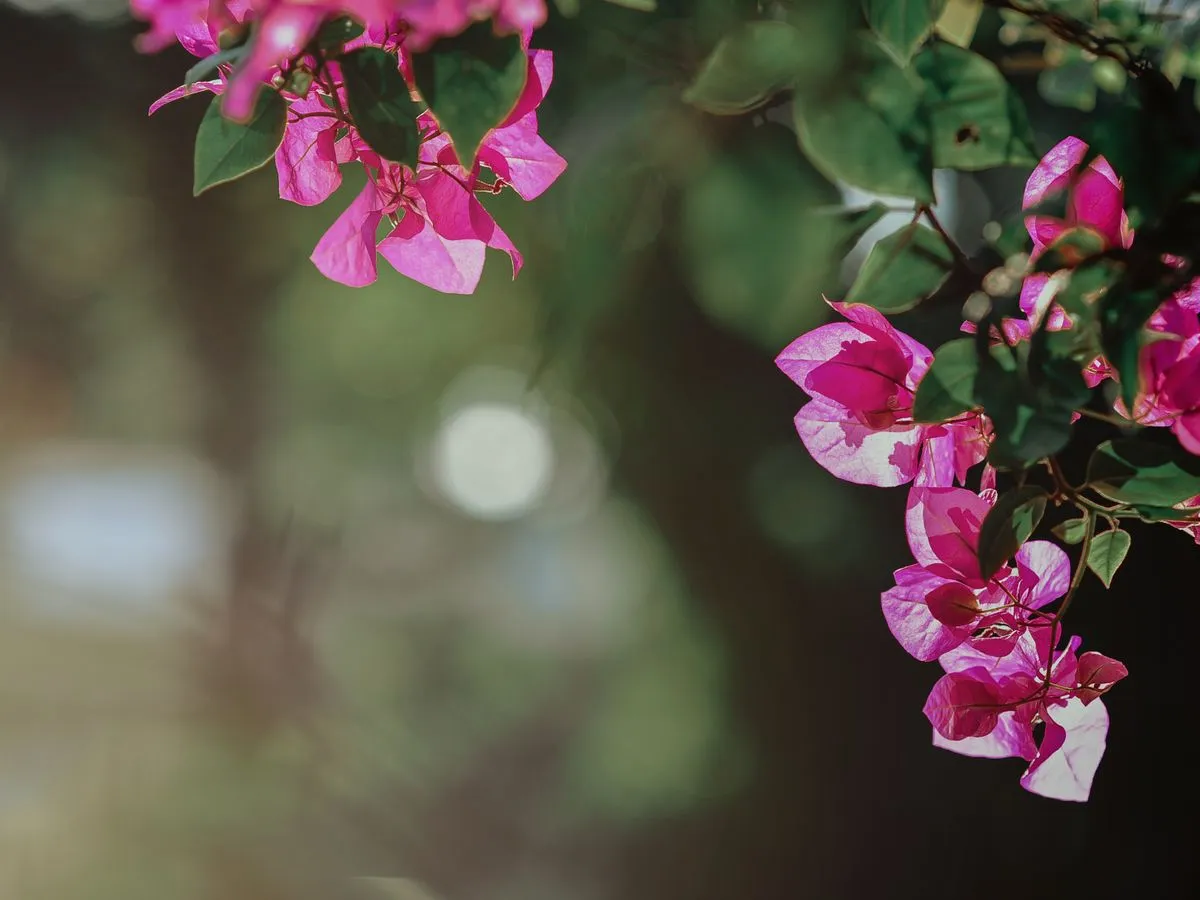 Pink bougainvillea flowers in sunlight