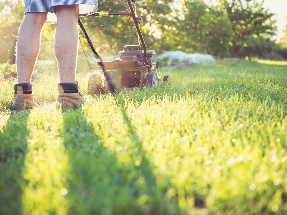 Close view of a mower moving across thick green grass