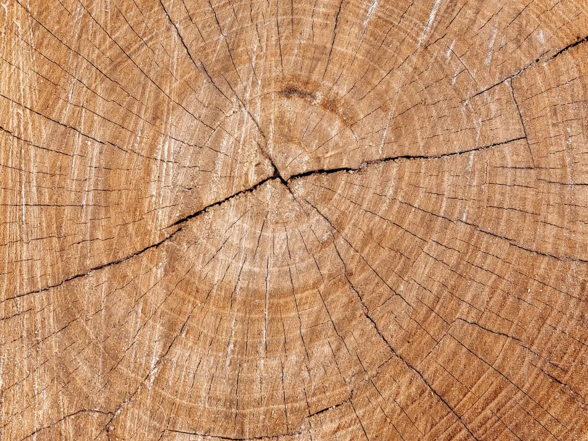 Close view of a cut tree stump showing growth rings